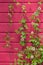 Vertical gardening with climbing clematis plants in the garden. beautiful red wood wall and green leaves