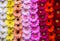 Vertical gerbera flower rainbow background