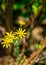 Vertical of Golden Ragwort, Senecio aureus