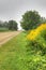 Vertical of goldenrod by roadside on early fall day