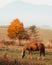 Vertical of a graceful Finnish Horse with brown coat and hair grazing in a pasture in fall colors