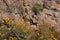 Vertical granite rock face overgrown with vegetation, outdoor