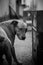 Vertical grayscale of a brown American Staffordshire Terrier in an alley looking backwards