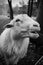 Vertical grayscale closeup of a St. Croix sheep in front of a wooden tree in a forest