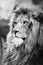 Vertical grayscale of a gorgeous lion looking seriously