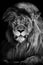 Vertical grayscale of a gorgeous lion looking seriously