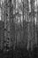 Vertical grayscale shot of aspen trees in a forest
