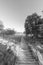 Vertical grayscale shot of a pathway through a field