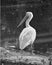 Vertical grayscale shot of a pelican wading in a pond