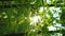 Vertical green forest background foliage beams