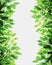 Vertical green leaves background with white copy space, on white background