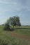 Vertical of a green valley with a big leafy tree with two trunks one of which is bent to the ground