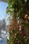 Vertical greening with thunbergia and cobaea on wooden trellis. Balcony garden in march. Summer indoor and winter outdoor