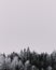 Vertical grey scale shot of beautiful pine trees covered in snow