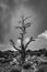 Vertical grey scale shot of a tree on the deserted field under the cloudy sky