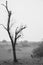 Vertical greyscale shot of an isolated bare tree in the field near the bushes