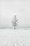 Vertical greyscale shot of an isolated bare tree in a snowy area under the clear sky