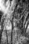 Vertical greyscale shot of a range of trees in a forest