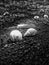 Vertical greyscale shot of seashells and a plume on the soil