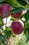 Vertical group of 3 fresh ripe natural red heirloom, organic apples close up on branches in a tree, healthy vegetarian, diet, swee