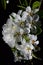 Vertical group of cherry tree Prunus Avium flowers on dark background