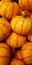 Vertical group of fresh raw decorative yellow and orange striped pumpkins