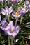 Vertical group of purple crocus flowers in backligh