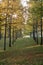 Vertical Grove of Ginkgo Trees With Sun Filtering Through Foliage