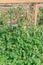 Vertical growing load of cherry tomatoes fruits and flowers on twine string at community garden near Dallas, Texas, US