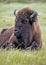 Vertical-head shot of a Bison lying in green grass.