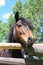 Vertical head shot of majestic dark brown horse.