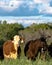 Vertical - heifers in rye grass