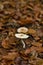 Vertical high-angle closeup of Lepiota cristata yellow leaves blurred background