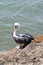 Vertical high angle closeup shot of a pelican sitting on the rock on the body of the water