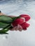 Vertical high angle shot of a female palm holding three fresh pink tulips above the snow ground