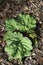 Vertical high angle shot of a green rhubarb plant in a garden