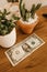 Vertical high angle shot of a one dollar banknote on the wooden table in front of the plant pots