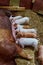 Vertical high-angle view of the pig feeding her piglets in the barn