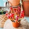 Vertical high-angle view of Trumpet pitchers planted in a flowerpot