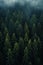 vertical image aerial view landscape of a beautiful misty impenetrable coniferous forest with fir trees