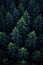 vertical image aerial view landscape of a dense coniferous forest with fir trees