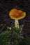 Vertical Image of Amanita Species of Wild Mushroom Growing in a Forest