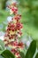 Vertical image of beautiful oncidium orchid