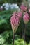 Vertical image of beautiful pink shaggy kniphofia flower in spring