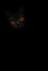 Vertical image black cat portrait with orange eyes is looking out of the shadow on the black background. Cute dark kitten. Cat hea