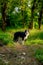 Vertical image of Border Collies Black and White dog stand on walk way in the forrest alone and look forwad with warm light