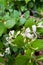 Vertical image of a bunch of white and yellow honeysuckle with green leaves