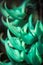 Vertical image capturing a lush display of a vibrant green Jade Vine