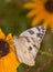 Vertical image of a Checkered White butterfly