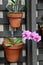 Vertical image of clay pots filled with exotic orchids